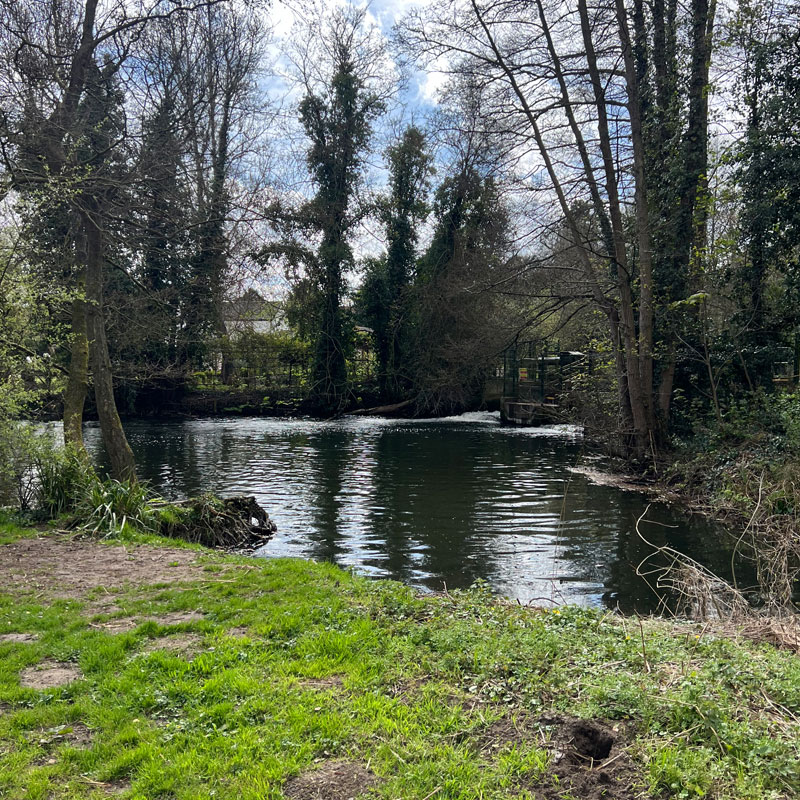 Cringleford Meadow walk River