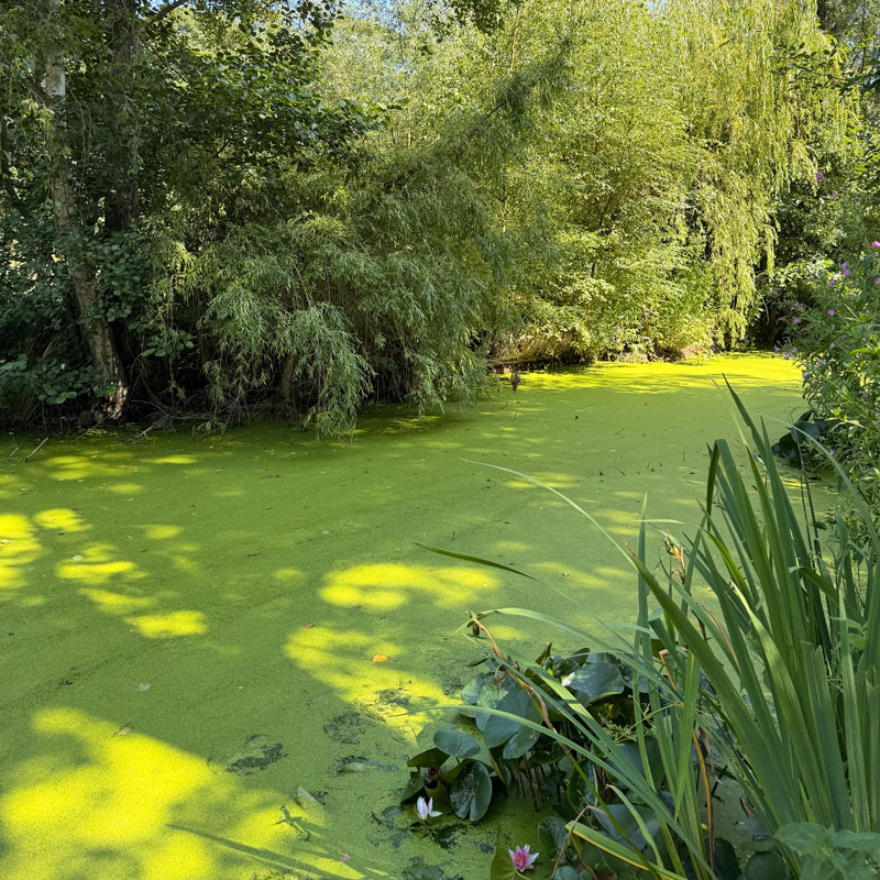 Brundall green space